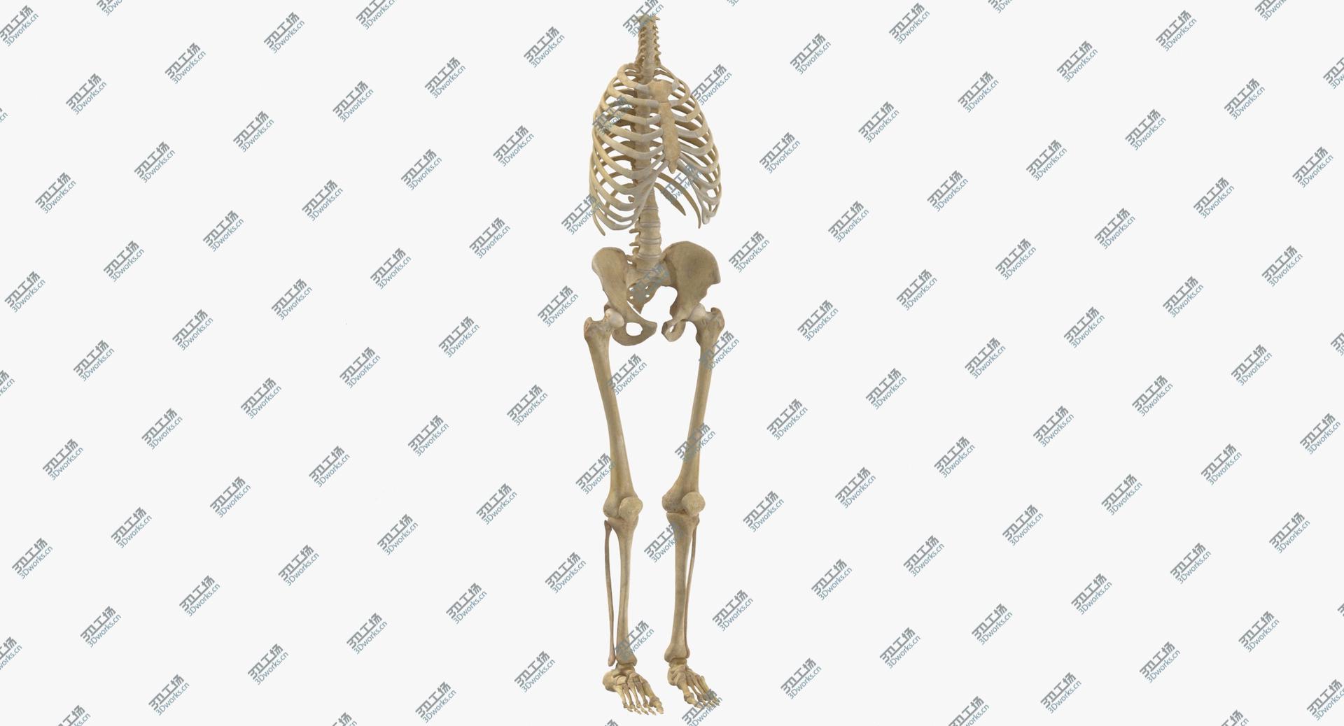 images/goods_img/202104021/3D Real Human Rib Cage Spine Female Pelvis and Leg Bones Anatomy With Intervertibral Disks model/1.jpg